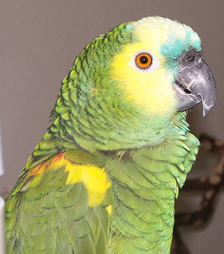 Blue Fronted Amazon