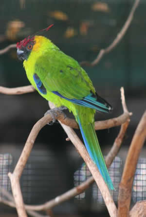 The Horned Parakeet