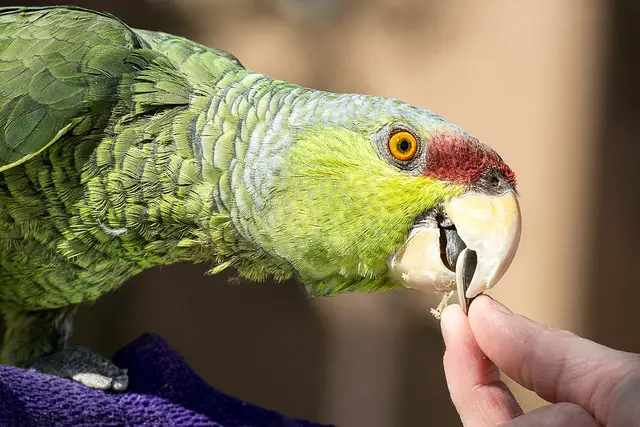 Lilac Crowned Amazon