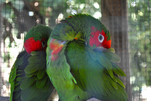 A Parrots Average Life Span