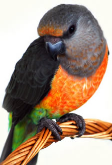 The Red Bellied Parrot