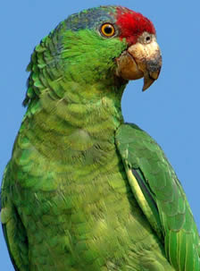 Mexican Red Headed or Red Lored Amazon
