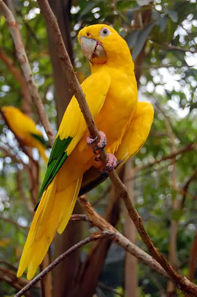 The Golden Conure