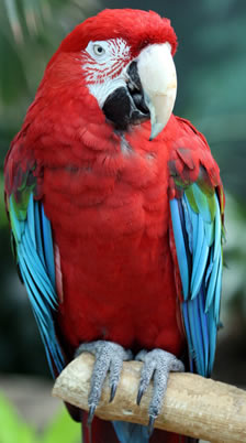The Most Gentle Macaw-The Lovable Green Wing