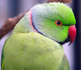 The Indian Ringneck Parrot