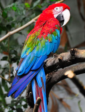 Aspergillosis in Parrots