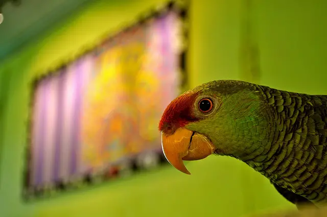Birds Digestive System