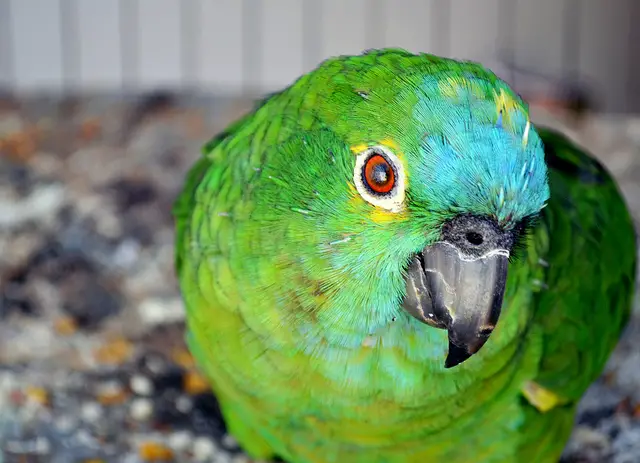 Parrot Color Mutations