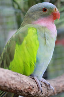 The Princess of Wales Parakeet (Princess Parrot)