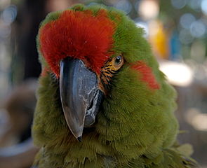 Red Front Macaw