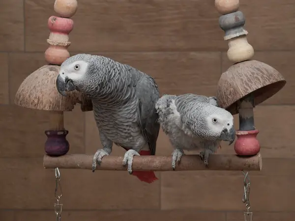 Two African Grey Parrots