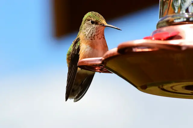 What to put In a Hummingbird Feeder