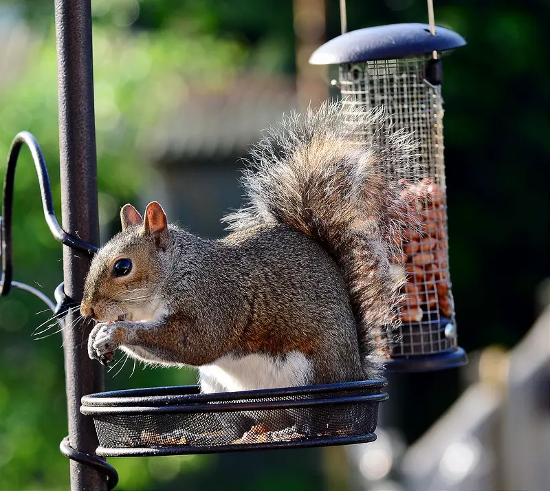 How To Keep Squirrels Out Of Bird Feeders Viparrot