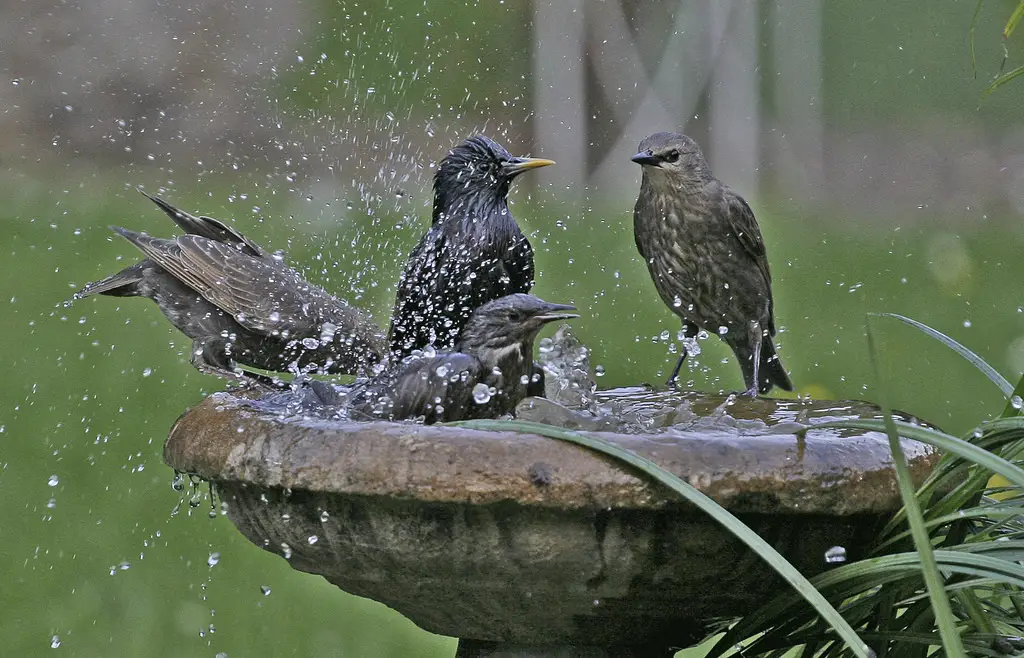 bird bath fountain