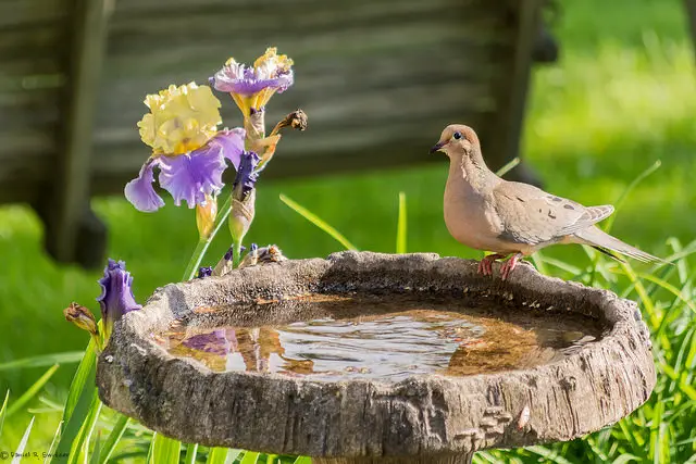 5 Best Heated Bird Baths Reviews