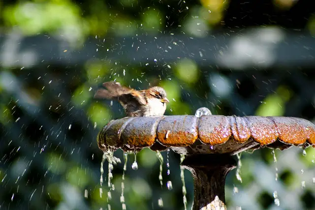 Best Solar Bird Bath Fountain
