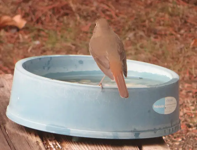 Heated bird bath