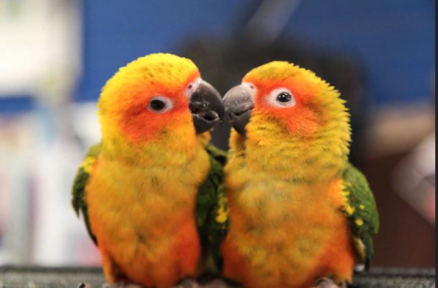 5 Best Food For Lovebirds Reviews