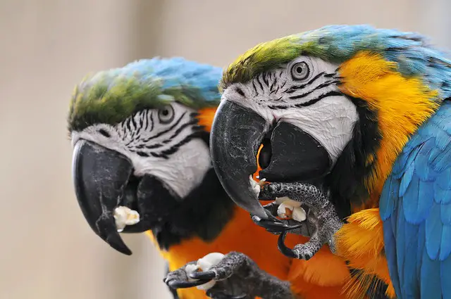 5 Best Macaw Food Review and Buying Guide