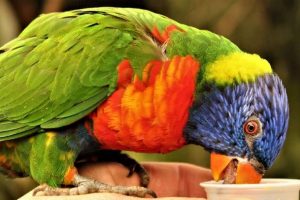 Best Pellet Food For Amazon Parrot