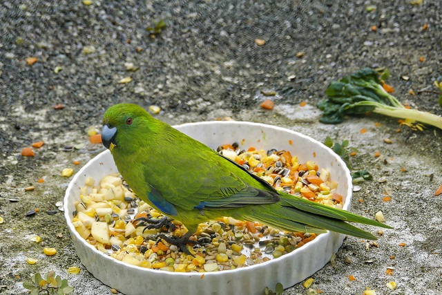 Parakeet standing on its food