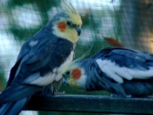 Cockatiels perched eating food