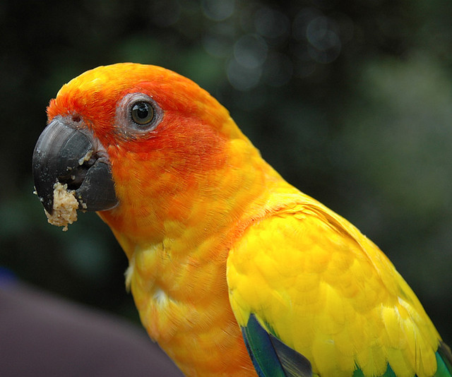 Protecting the pets’ digestive system with 6 best food for parrotlets