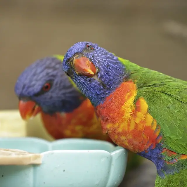 Facts about Parrots