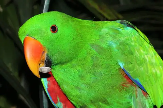 The list of best food for eclectus parrot you need to know