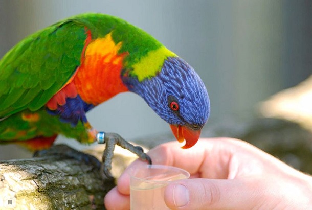 10 Best Parrot Food are the way to show your love to your “Birdie”