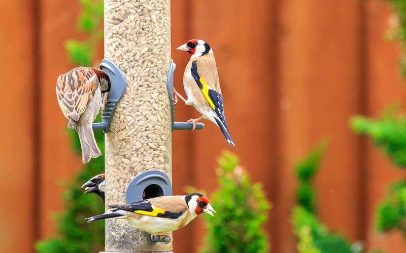 7 Best Finch Feeders for Bird Lovers to Buy in 2021