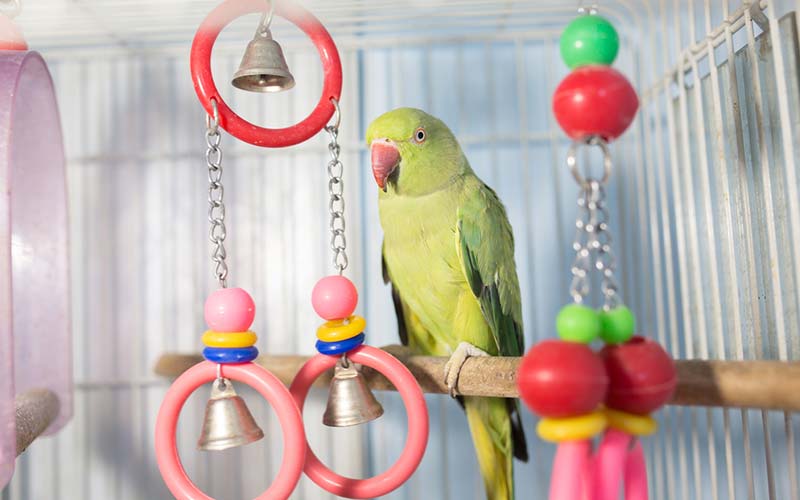Parrot Cage review