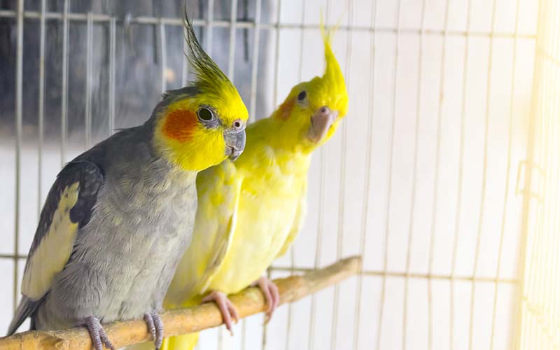 Best Parrot Cage