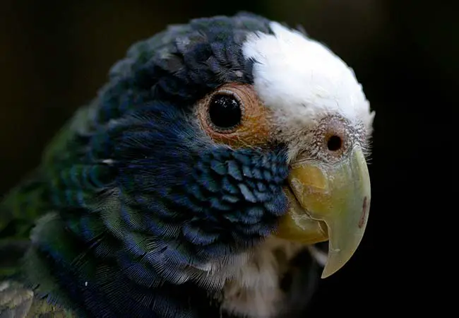 White Capped Pionus