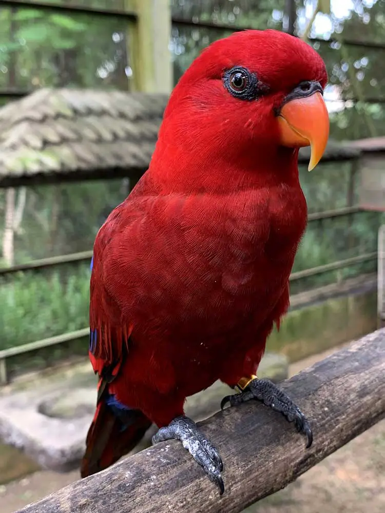 Red Lory