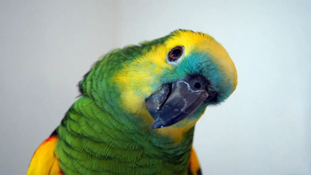 Amazon Parrot