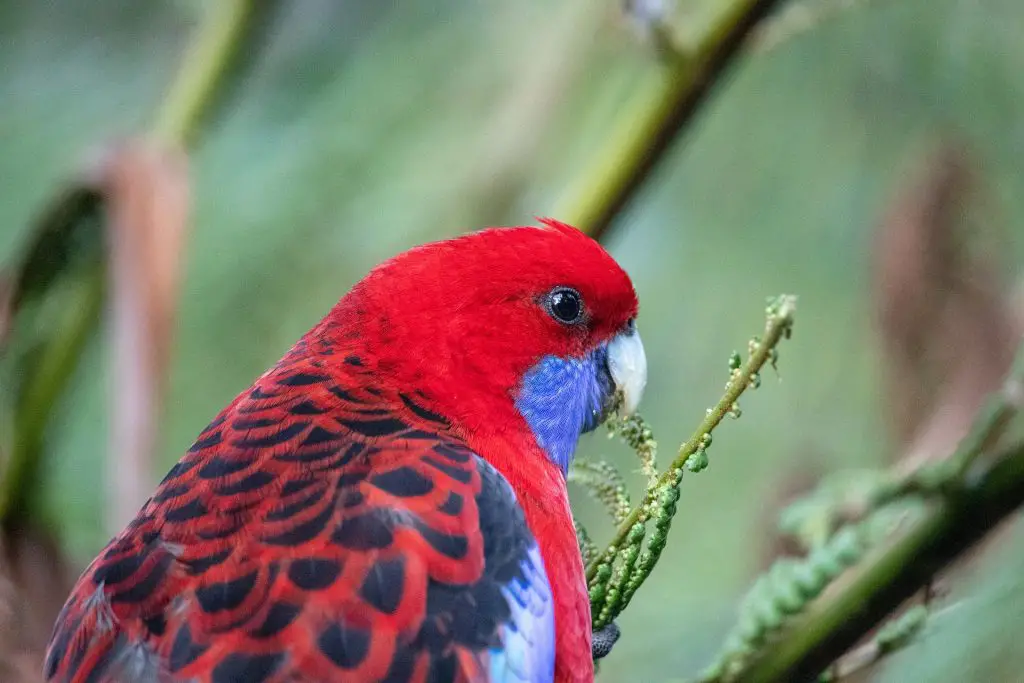 Rosella