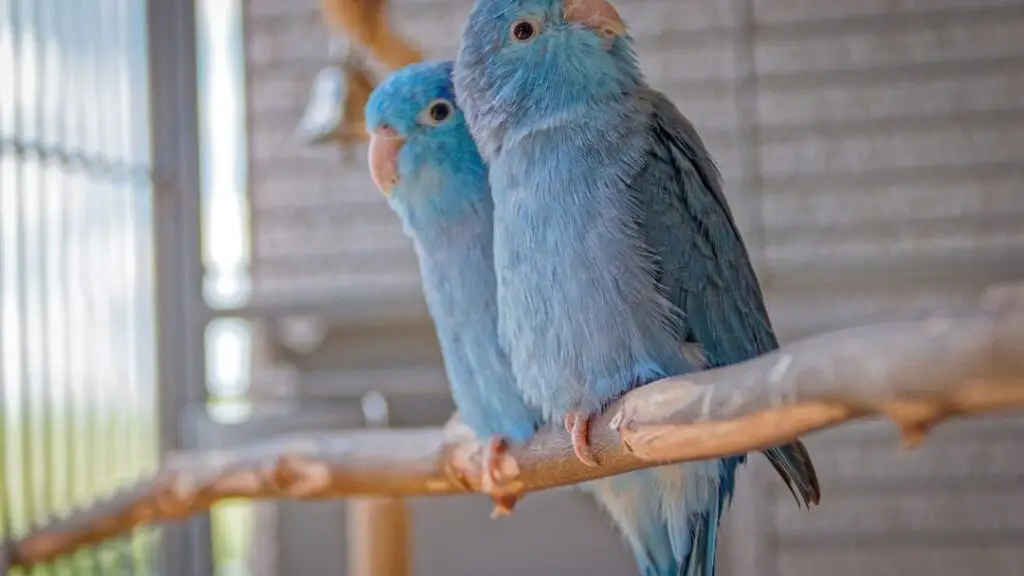 Parrotlets perched on a branch