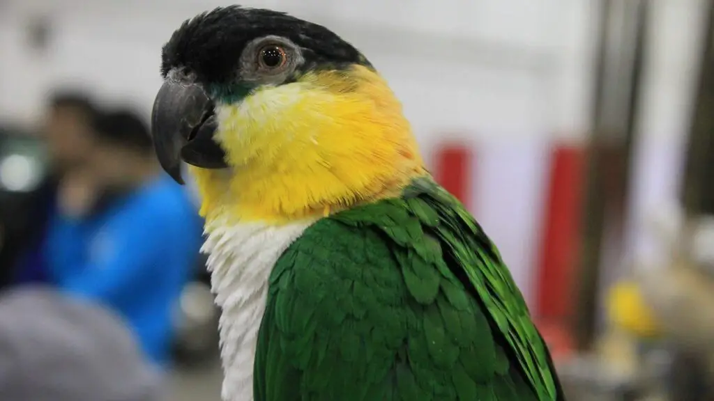Caique Parrot staring at the camera