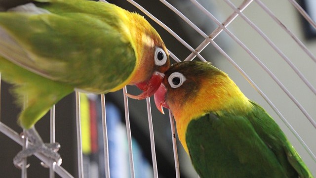 Parrots showing affection