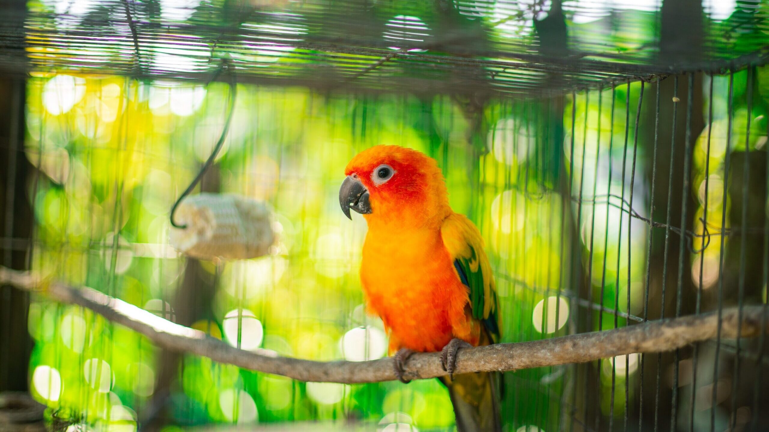 Sun Conure