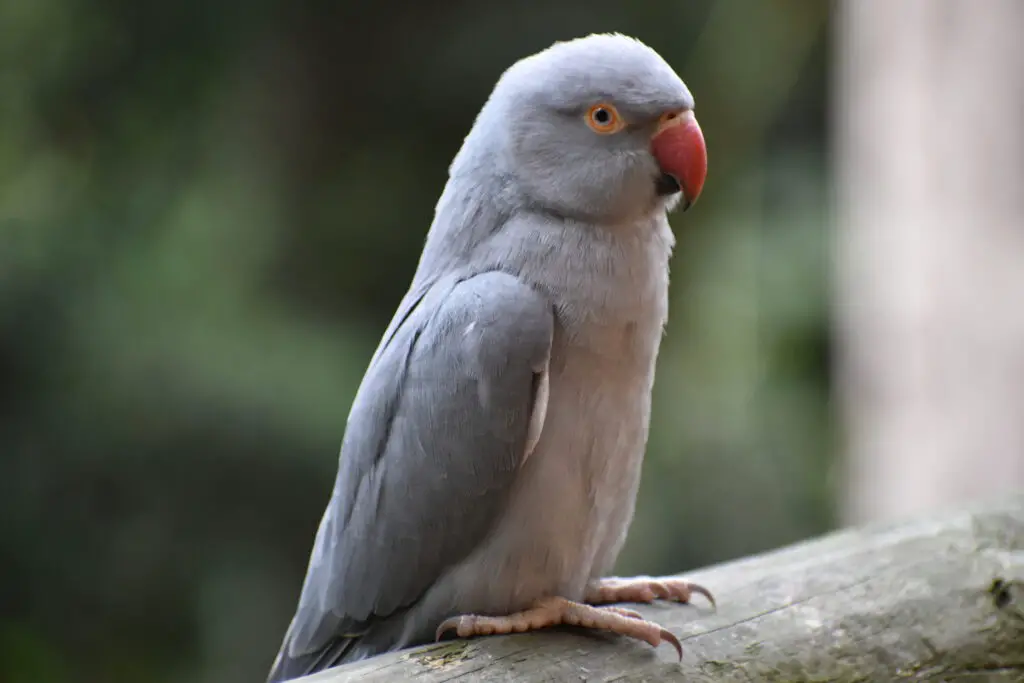 Grey indian ringneck parrot perched up