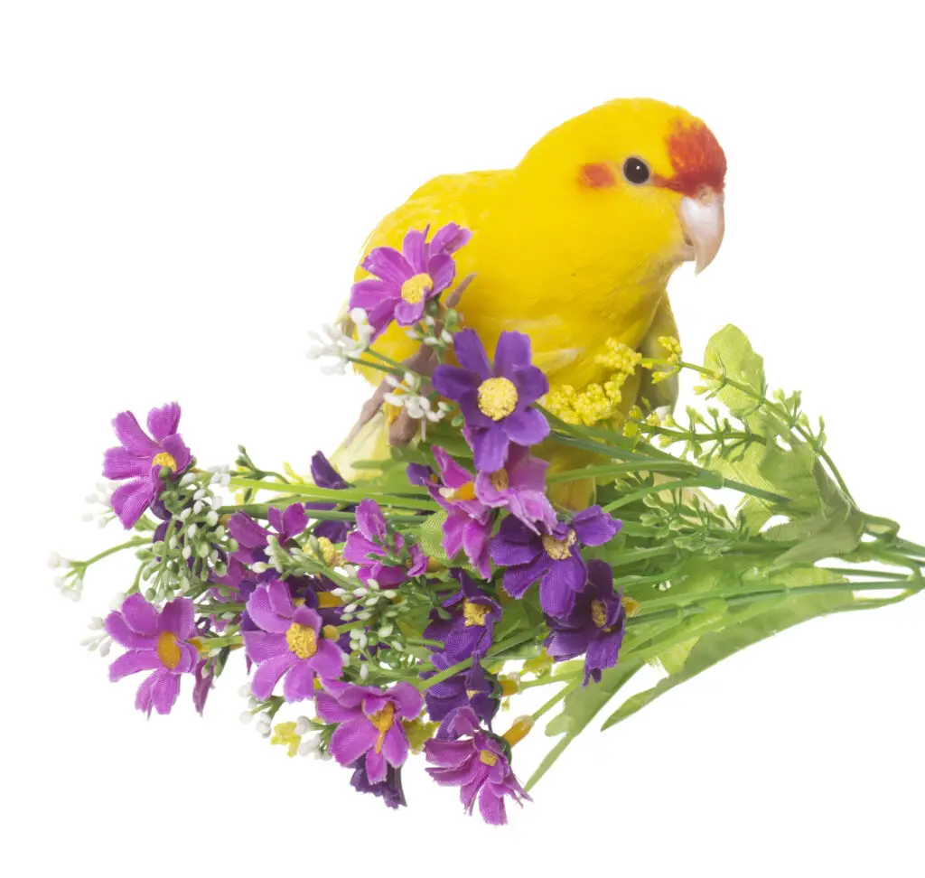 Kakariki perched on a bunch of flowers