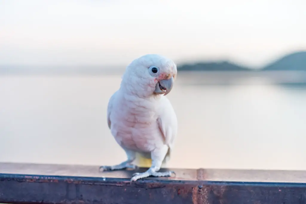 Goffins Cockatoo on a ledge