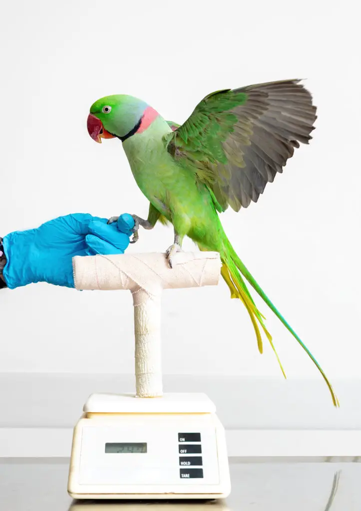 Alexandrine parakeet on a scale with the vet