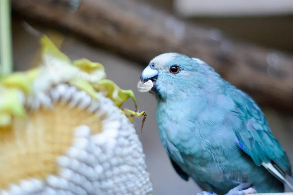 blue kakariki