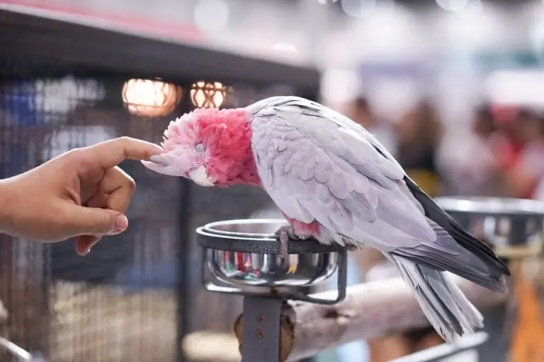 rose breasted cockatoo enjoying a scratch on the head from its owner
