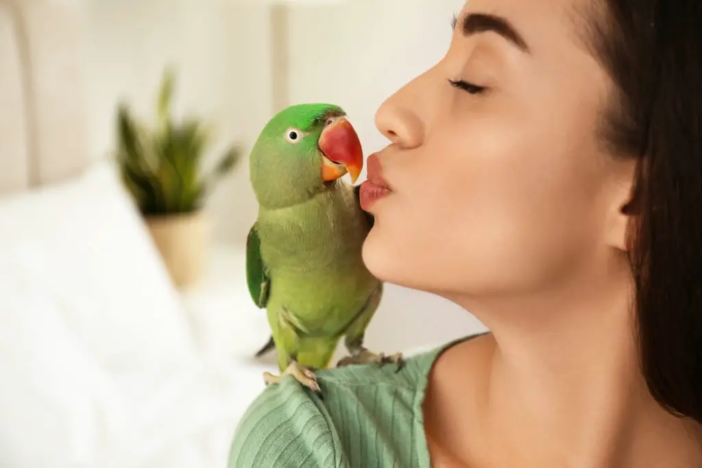 girl kissing Alexandrine Parakeet