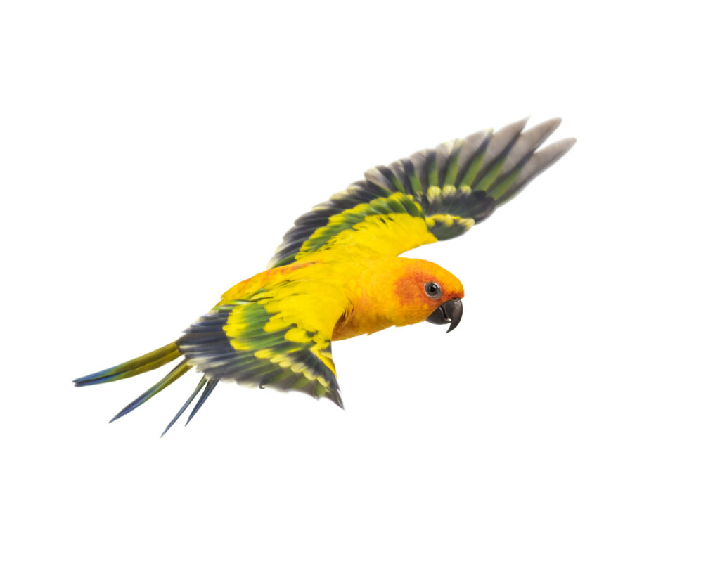Sun Conure flying on a white background