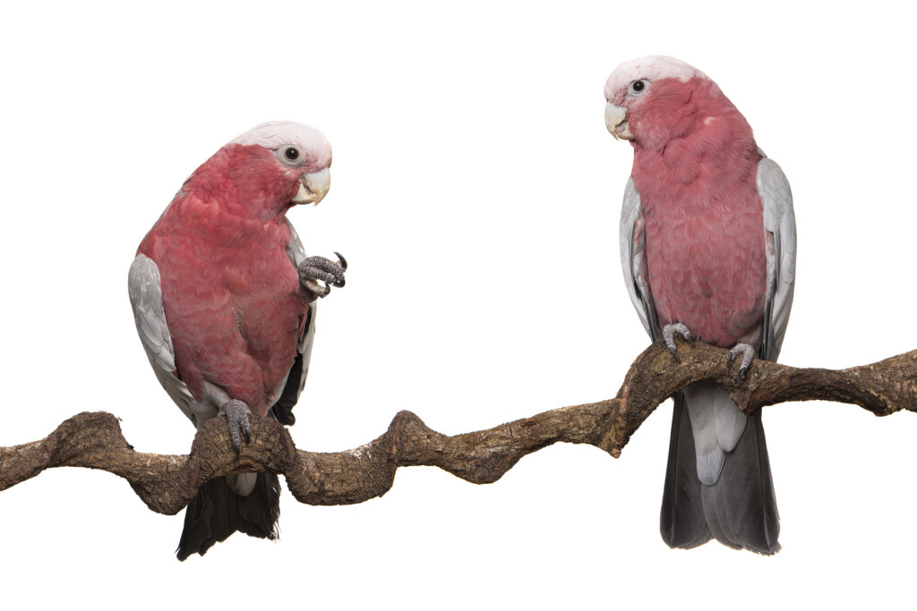 two galah cockatoos on a perch